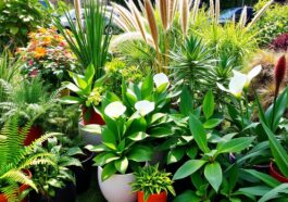 Zimmerpflanzen und Outdoor-Gewächse